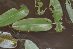 Aponogeton echinatus